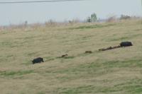 Ham on the hoof 